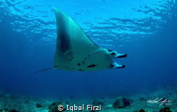fly like a bird, giant manta at komodo national park indo... by Iqbal Firzi 
